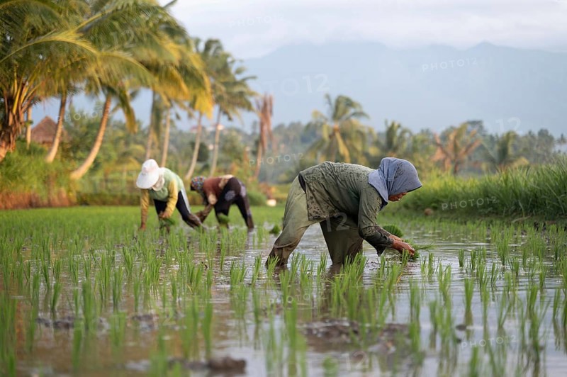 Farmers in a vibrant Indonesian paddy field work diligently planting rice seedlings. Surrounded by lush greenery and swaying palm trees, the serene setting is a testament to traditional agriculture