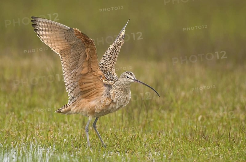 Long-billed Curlew (Numenius americanus), Texas, USA