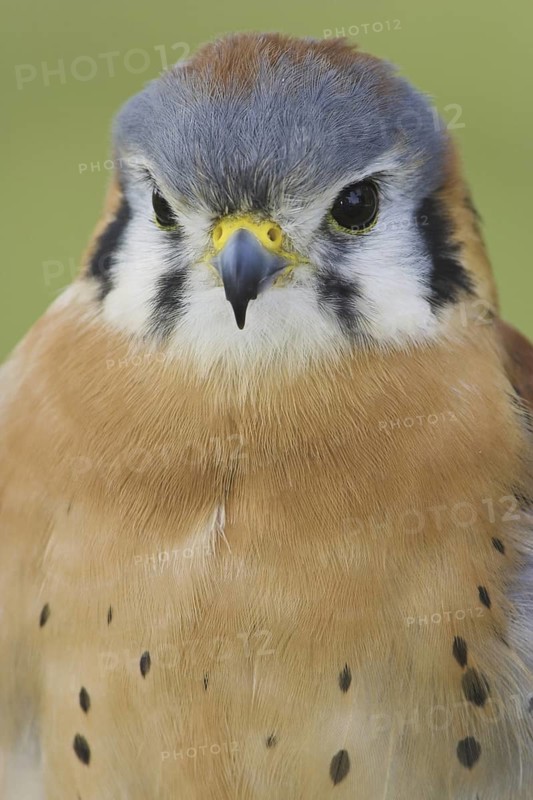 American Kestrel (Falco sparverius) male, Ontario, Canada