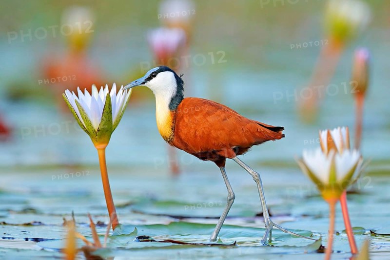 African jacana, Actophilornis africana, colorful african wader with long toes next to violet water lily in shallow water of seasonal lagoon, Botswana, Okavango delta. Bird with flower bloom