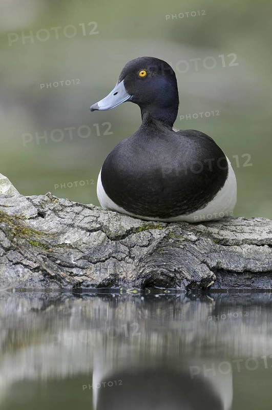 Tufted Duck (Aythya fuligula) male, Saxony, Germany