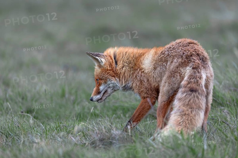 The red fox (Vulpes vulpes) takes no notice of me and continues to hunt with concentration, marked by life, injury to the lip, rearing young, May, Denmark