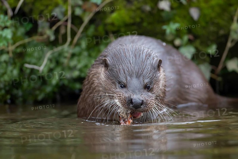 European otter (Lutra lutra) adult animal feeding on a fish in a river, Norfolk, England, United Kingdom