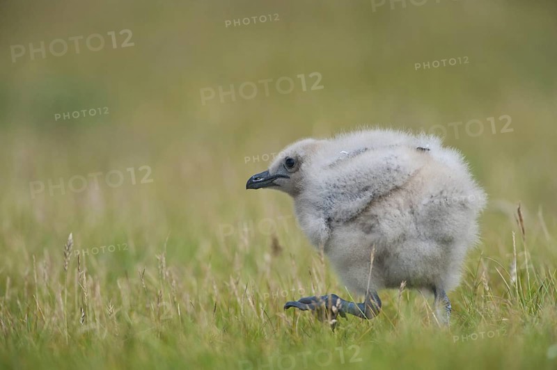 Great Skua (Stercorarius skua) juvenile, Iceland
