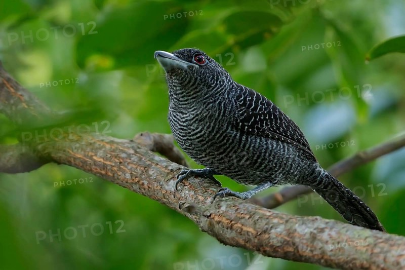 Fasciated Antshrike (Cymbilaimus lineatus) perched on a branch in the rainforest of Guyana