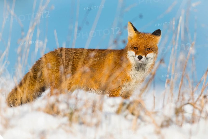 European Red Fox (Vulpes vulpes), on a snow covered field in winter, alert, with blue sky in the background, Hesse, Germany