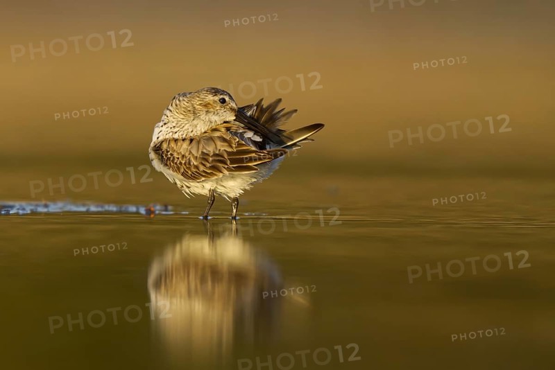 Dunlin (Calidris alpina) preening, North Rhine-Westphalia, Germany