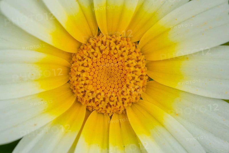 Macro shot capturing the vibrant details of a crown daisy at the botanical gardens, highlighting the intricate patterns of its yellow center and white petals