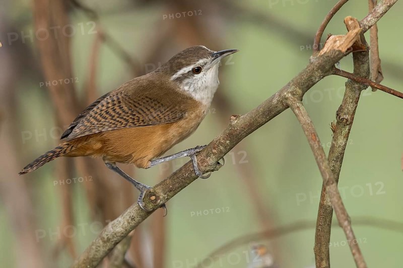 Isthmian Wren (Cantorchilus elutus) perched on a branch in Panama