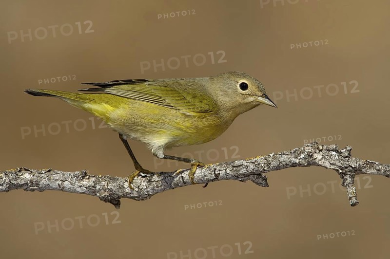 Nashville Warbler (Leiothlypis ruficapilla), Texas, USA