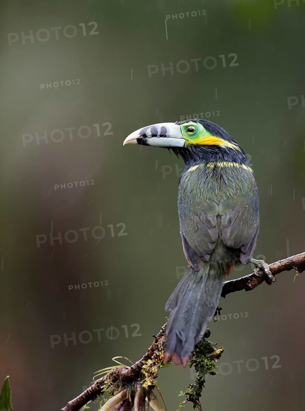 Spot-billed Toucanet (Selenidera maculirostris) male perched on a branch, Altlantic rainforest, Brazil