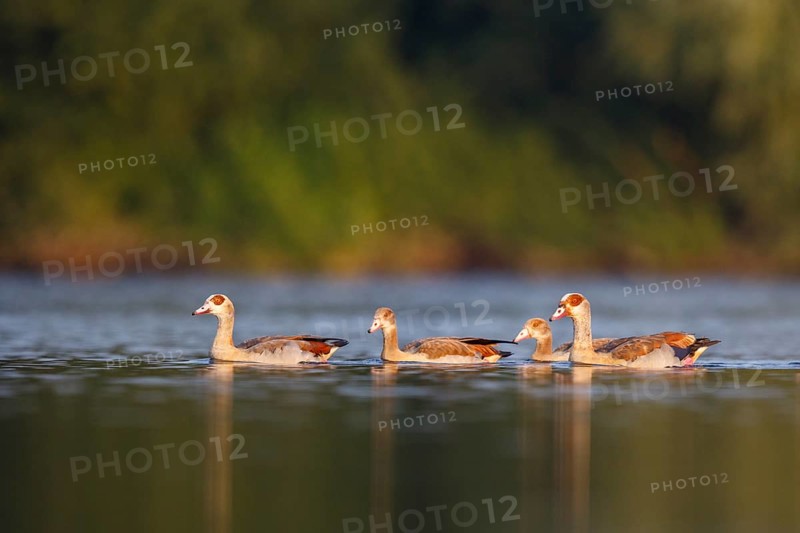Egyptian Goose (Alopochen aegyptiaca) pair with young on water, North Rhine-Westphalia, Germany