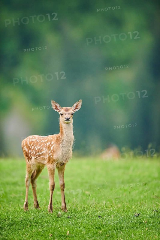 Red deer (Cervus elaphus) fawn standing on a meadow in the mountains in tirol, Kitzbühel, Wildpark Aurach, Austria