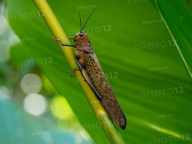 Giant locust (Tropidacris cristata)
