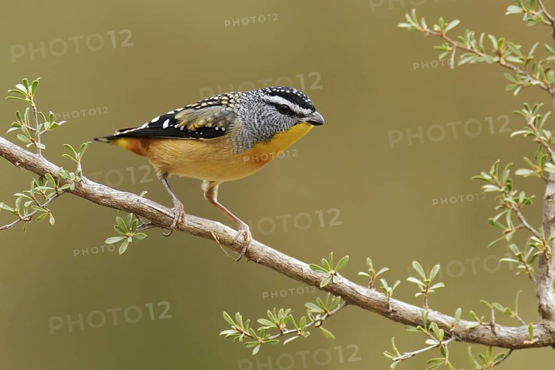 Spotted Pardalote (Pardalotus punctatus) male, Victoria, Australia