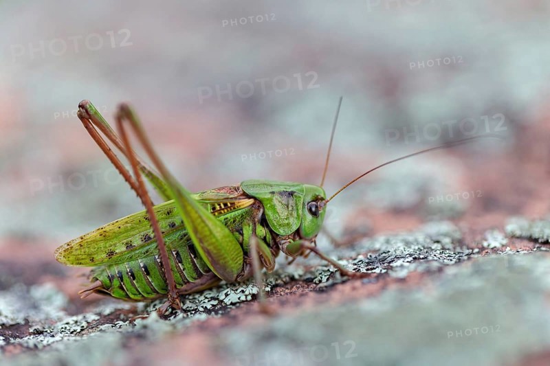 Warthog, (Decticus verrucivorus), grasshopper, long-footed grasshopper, insect, macro, animals, insects, Black Forest, Feldberg region, Baden-Württemberg, Federal Republic of Germany