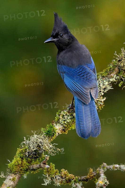 Steller's Jay (Cyanocitta stelleri) - Victoria BC, Canada
