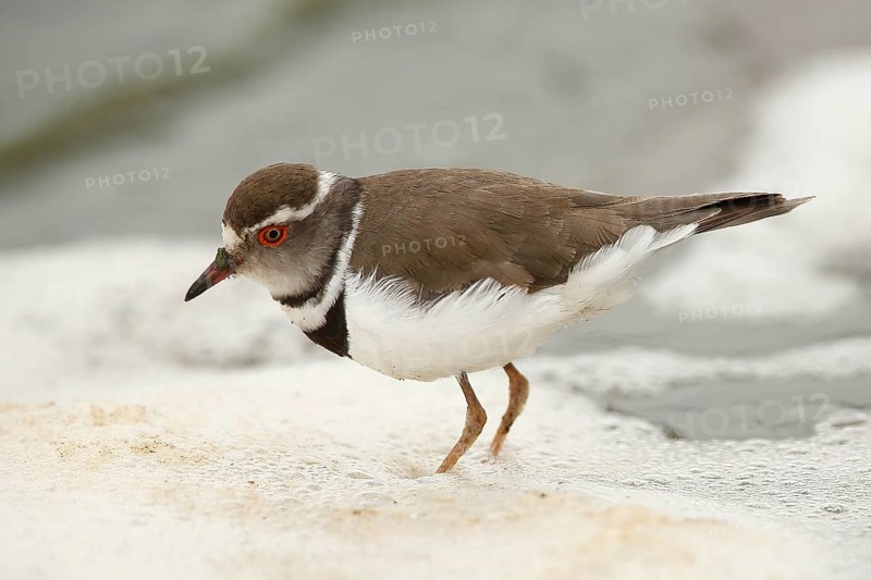 Three-banded Plover (Charadrius tricollaris), Kruger National Park, South Africa
