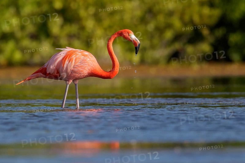 American flamingo (Phoenicopterus ruber) feeding in a lagoon in Cuba