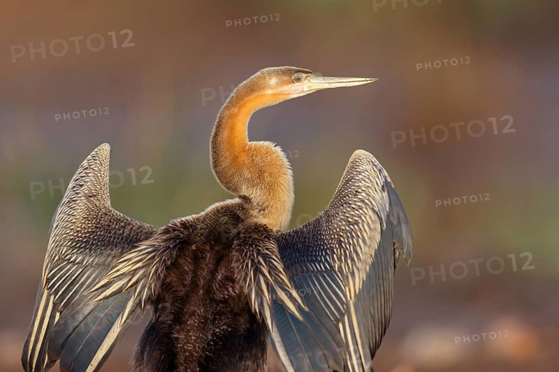 African darter (Anhinga rufa), Marakissa River Camp / Canoe tri, Marakissa, South Bank, Gambia