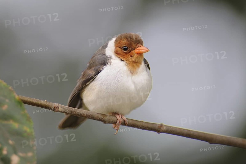 Yellow-billed Cardinal (Paroaria capitata) juvenile, Pantanal, Brazil