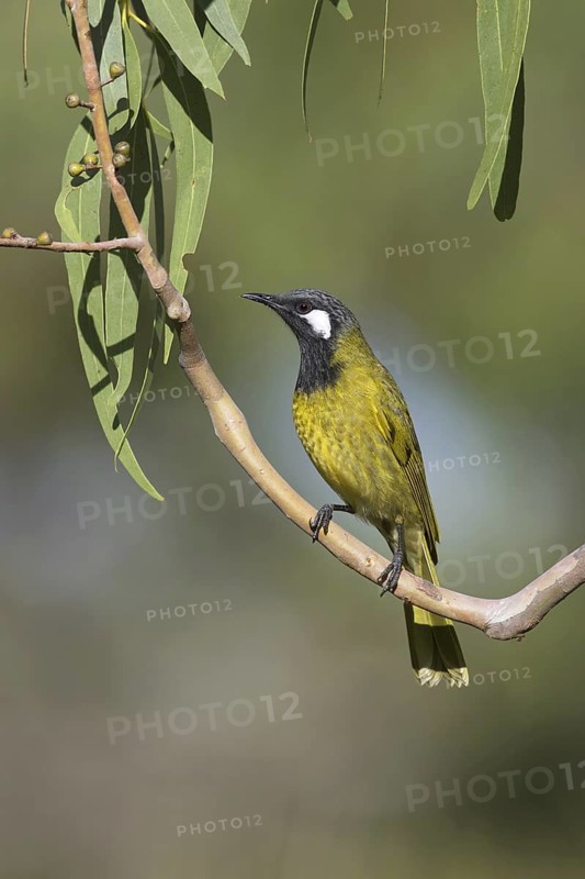 White-eared Honeyeater (Nesoptilotis leucotis), Victoria, Australia