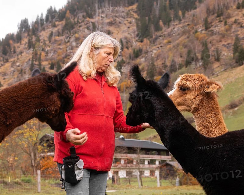 An elderly woman interacts with multiple alpacas in the scenic Austrian countryside, showcasing a serene moment of animal care and nurturing in a natural environment