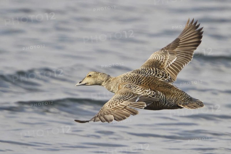 Common Eider (Somateria mollissima) female flying, Manitoba, Canada