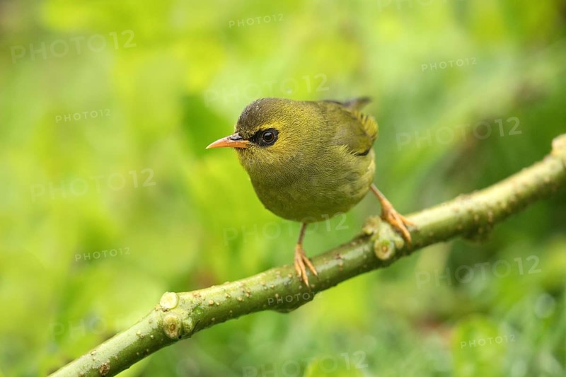 Mountain Blackeye (Chlorocharis emiliae), Sabah, Malaysia