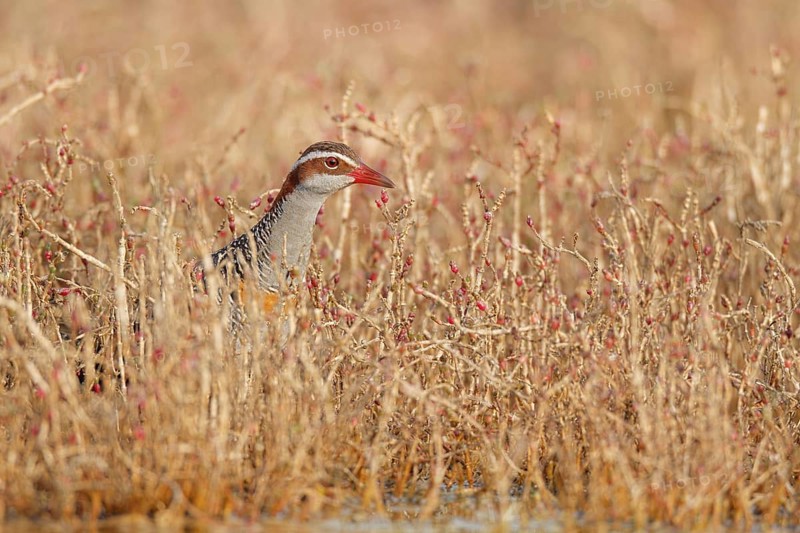 Buff-banded Rail (Gallirallus philippensis), Western Australia, Australia