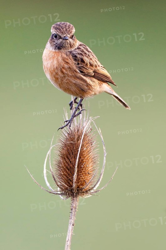 European Stonechat (Saxicola rubicola) female, Asturias, Spain