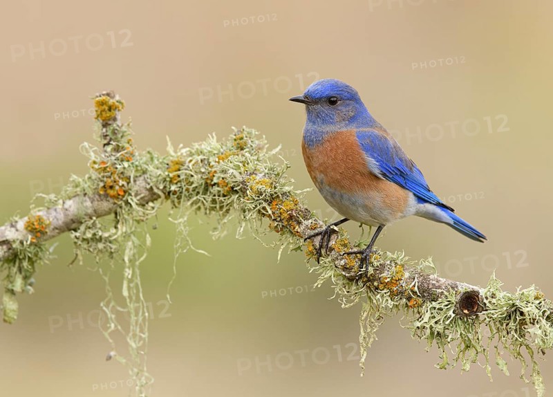 Western Bluebird (Sialia mexicana) male perched on a branch, California, USA