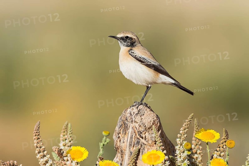Desert Wheatear (Oenanthe deserti homochroa) Eilat, Israel