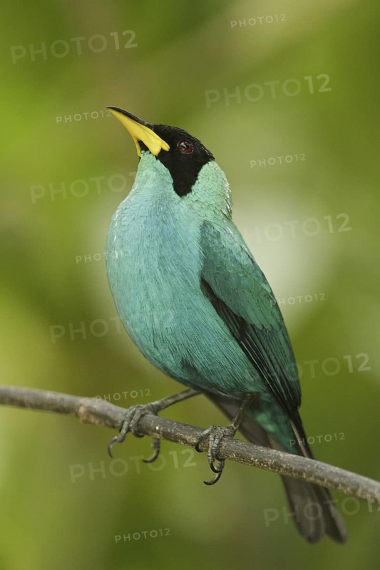 Green Honeycreeper (Chlorophanes spiza) male, Trinidad and Tobago