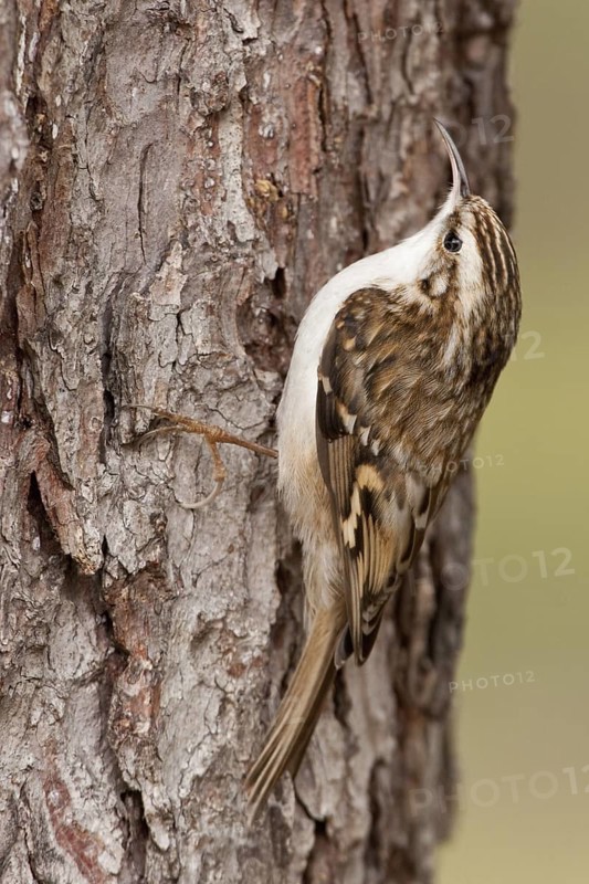 Short-toed Treecreeper (Certhia brachydactyla), St. Gallen, Switzerland