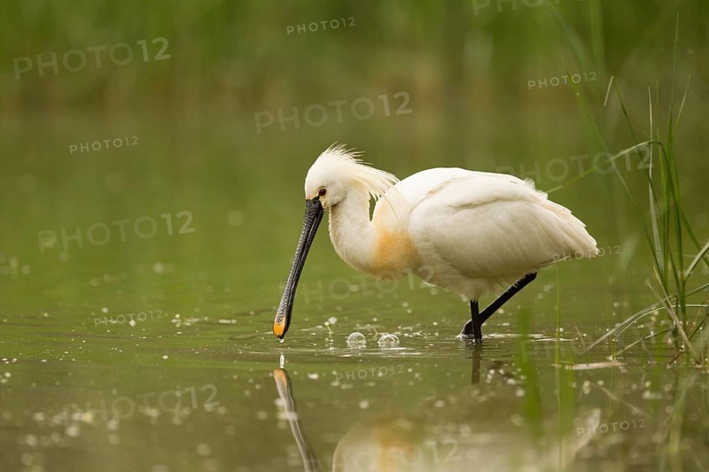 Eurasian Spoonbill (Platalea leucorodia), Serbia