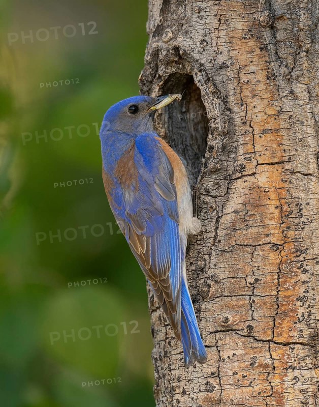 Western Bluebird (Sialia mexicana) at nest cavity in the Sierra Nevada mountains of California