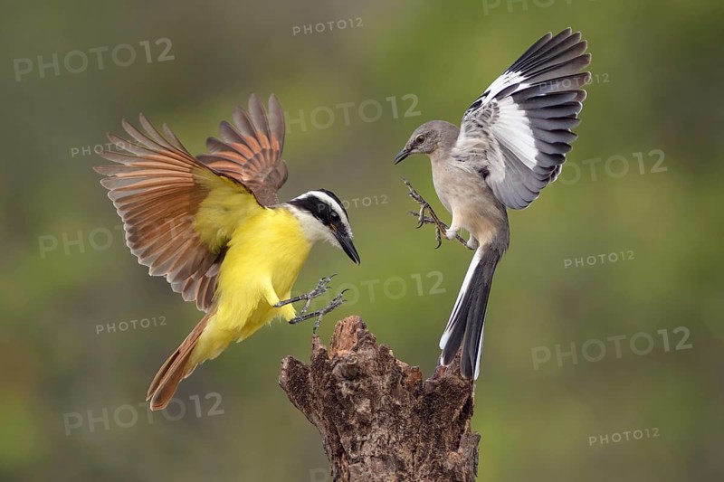 Great Kiskadee & Northern Mockingbird (Pitangus sulphuratus & Mimus polyglottos) wrangling, Texas, USA