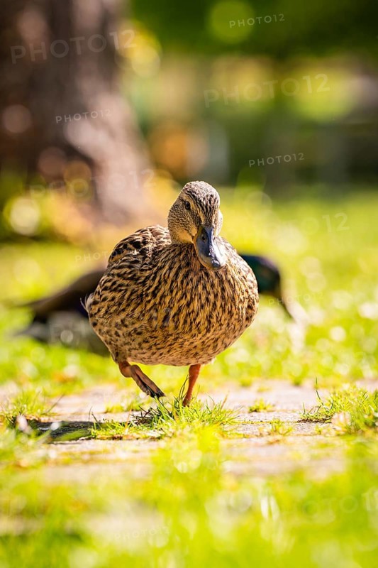 A duck stands on a grassy path in a sunny park, Nagold, Black Forest, Germany