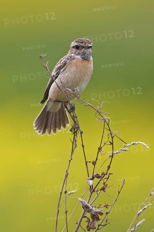 European Stonechat (Saxicola rubicola) female, Rhineland-Palatinate, Germany