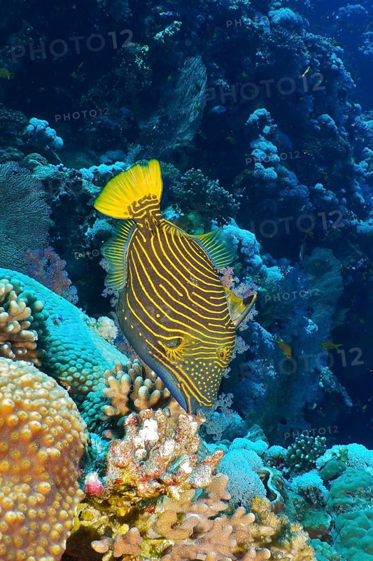 Orange-striped triggerfish (Balistapus undulatus)