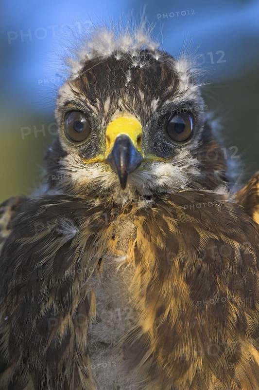 Common Buzzard (Buteo buteo) juvenile