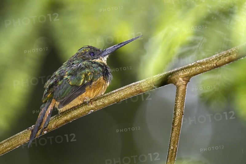 Rufous-tailed Jacamar (Galbula ruficauda) male, Bahia, Brazil