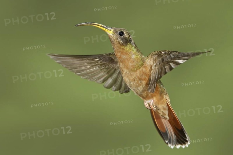 Rufous-breasted Hermit (Glaucis hirsutus), Trinidad and Tobago
