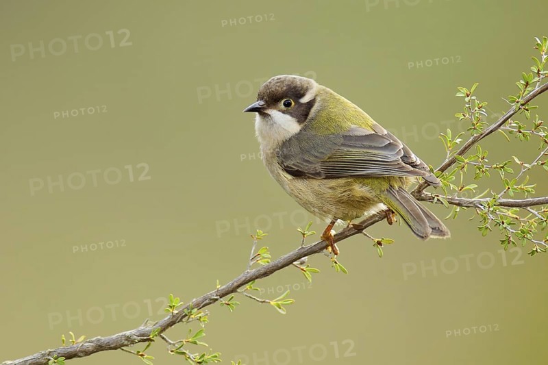 Brown-headed Honeyeater (Melithreptus brevirostris), Victoria, Australia