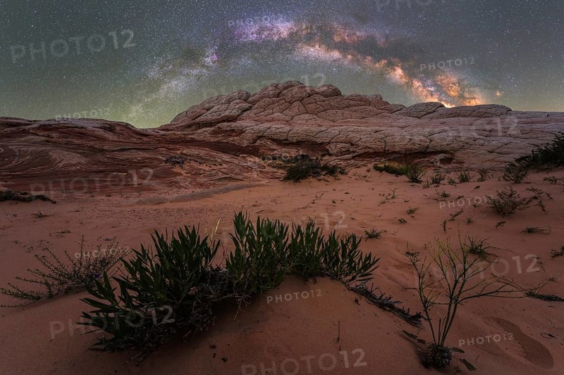 Star-studded skies illuminate the unique rock formations of Coyote Buttes in the Paria Canyon-Vermilion Cliffs Wilderness, Arizona. The scene is enhanced by vibrant plants reaching towards the Milky Way