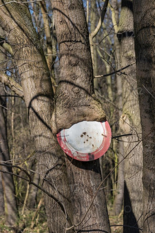 Passage prohibited, Norway maple (Acer platanoides), Germany