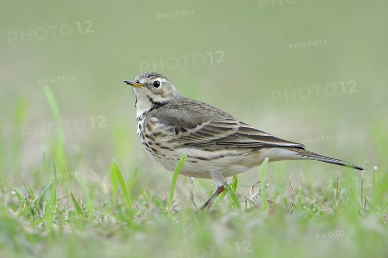 Buff-bellied Pipit (Anthus rubescens), Texas, USA