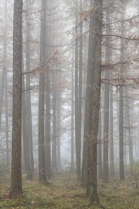 Fog in the larch forest (Larix decidua), Emsland, Lower Saxony, Germany