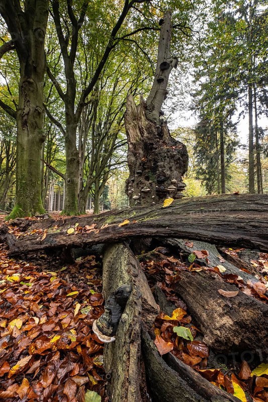 Tinder fungus (Fomes fomentarius) on beech deadwood, Emsland, Lower Saxony, Germany
